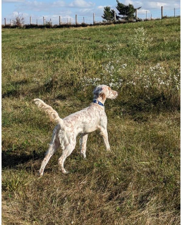 English Setter