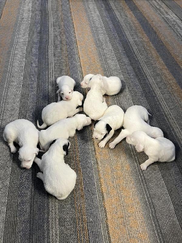 TOP CITY ENGLISH SETTER PUPS English Setter