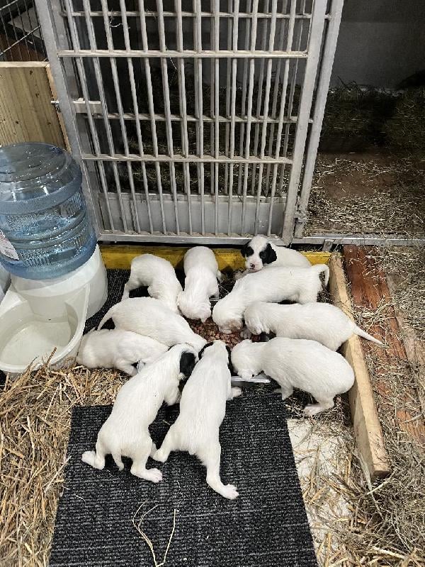 TOP CITY ENGLISH SETTER PUPS English Setter