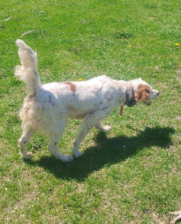 TOP CITY ENGLISH SETTER PUPPIES- CANDY English Setter