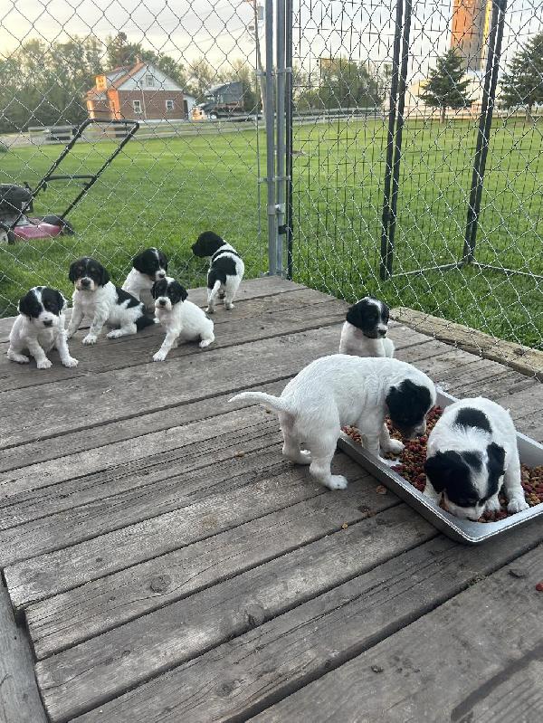English Setter