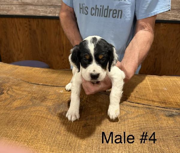 English Setter