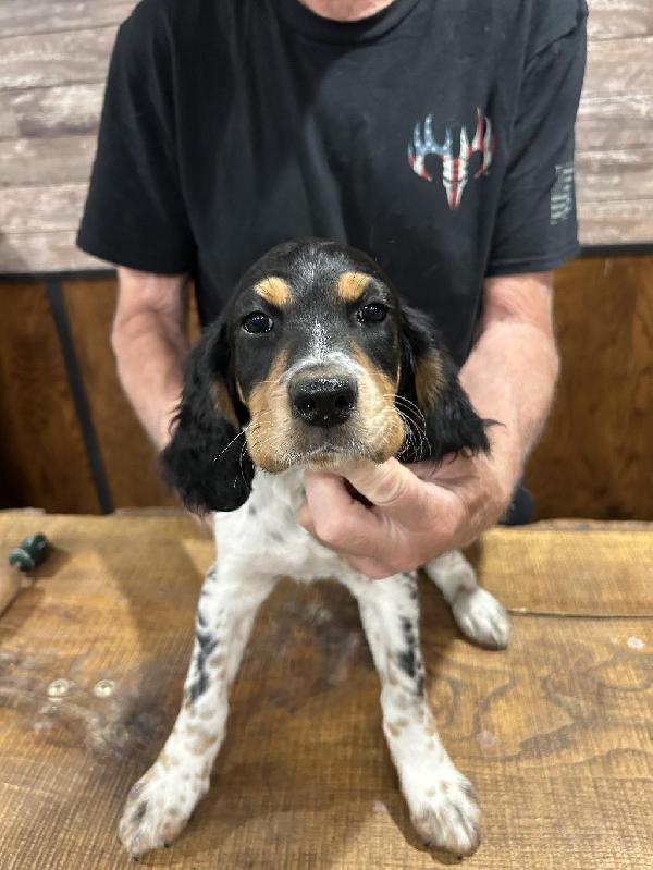 English Setter