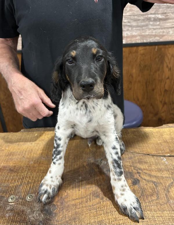 English Setter