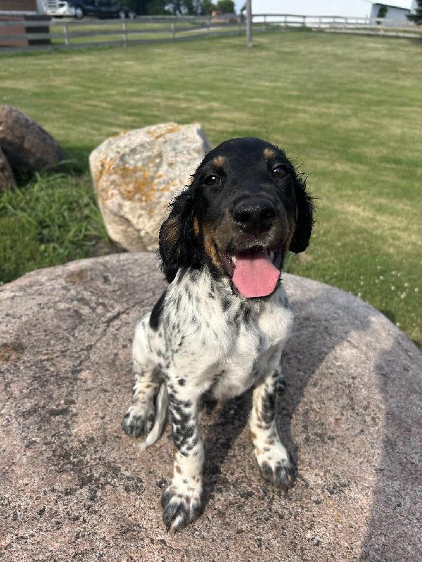 English Setter