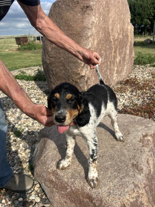 English Setter