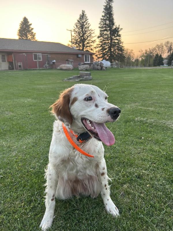 CANDY X ACE LITTER ANNOUNCEMENT English Setter