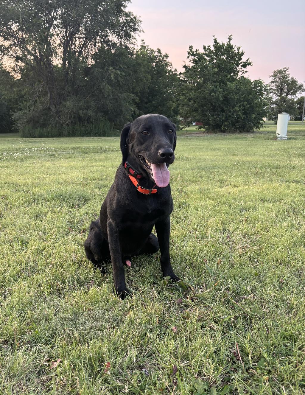 STARTED AKC BLACK LAB