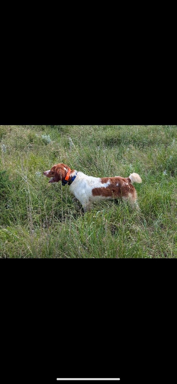 American Brittany
