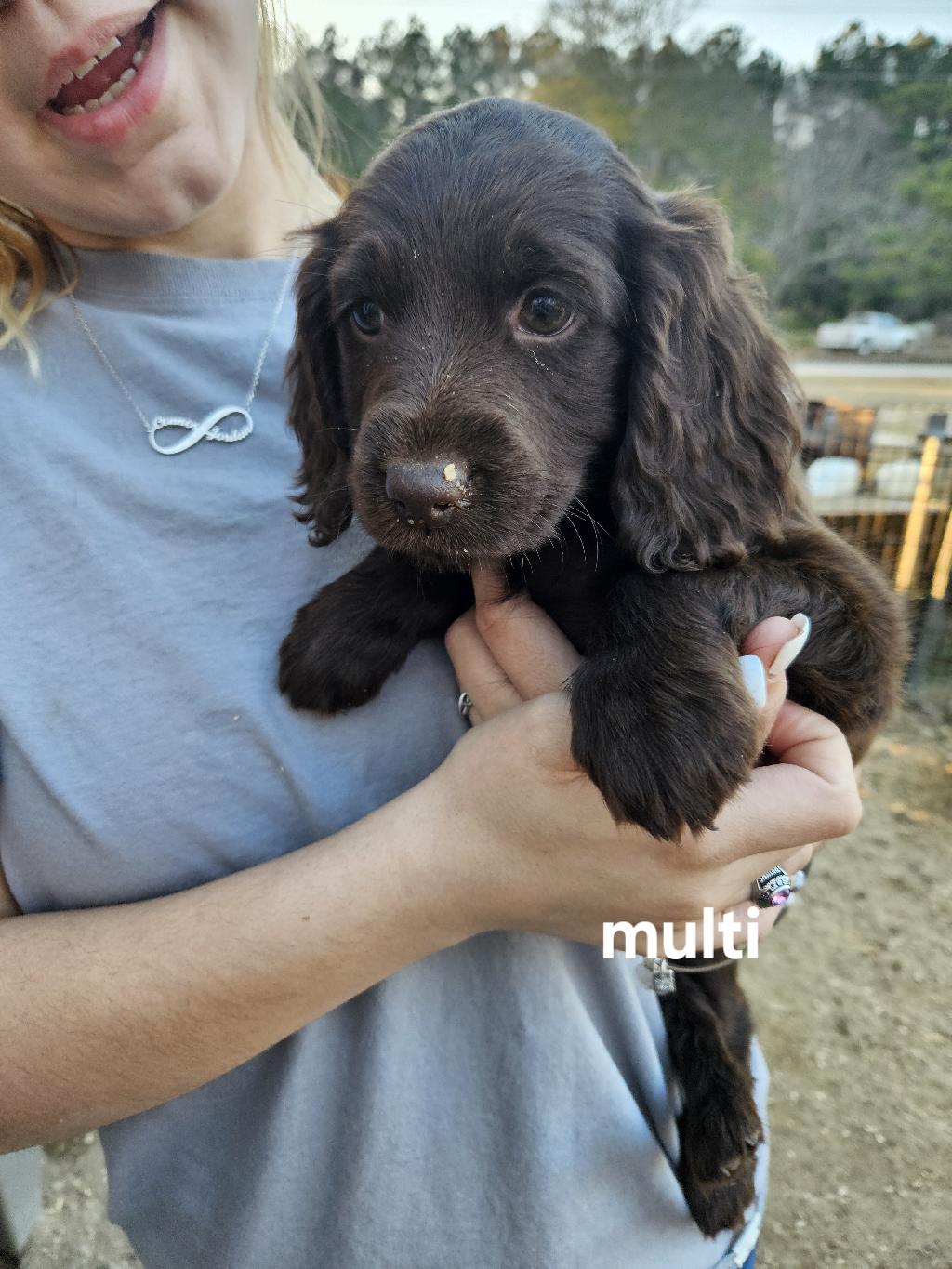 BOYKIN SPANIELS