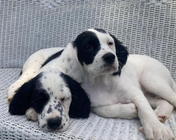 English Setter