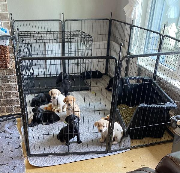 BRITISH LAB PUPS MID MAY GO HOME TO OWNER