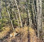 FRENCH BRITTANY PUPS FOR SALE