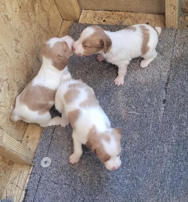 AKC AMERICAN BRITTANY PUPPIES