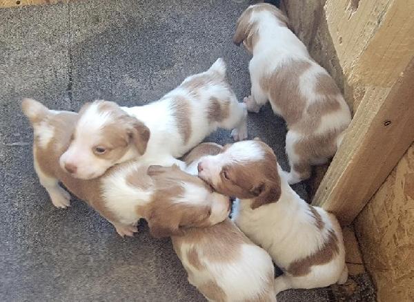 American Brittany