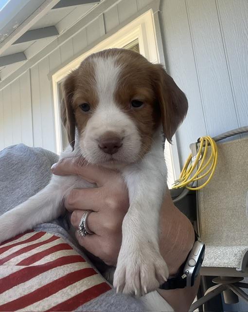 AKC AMERICAN BRITTANY PUPPIES American Brittany