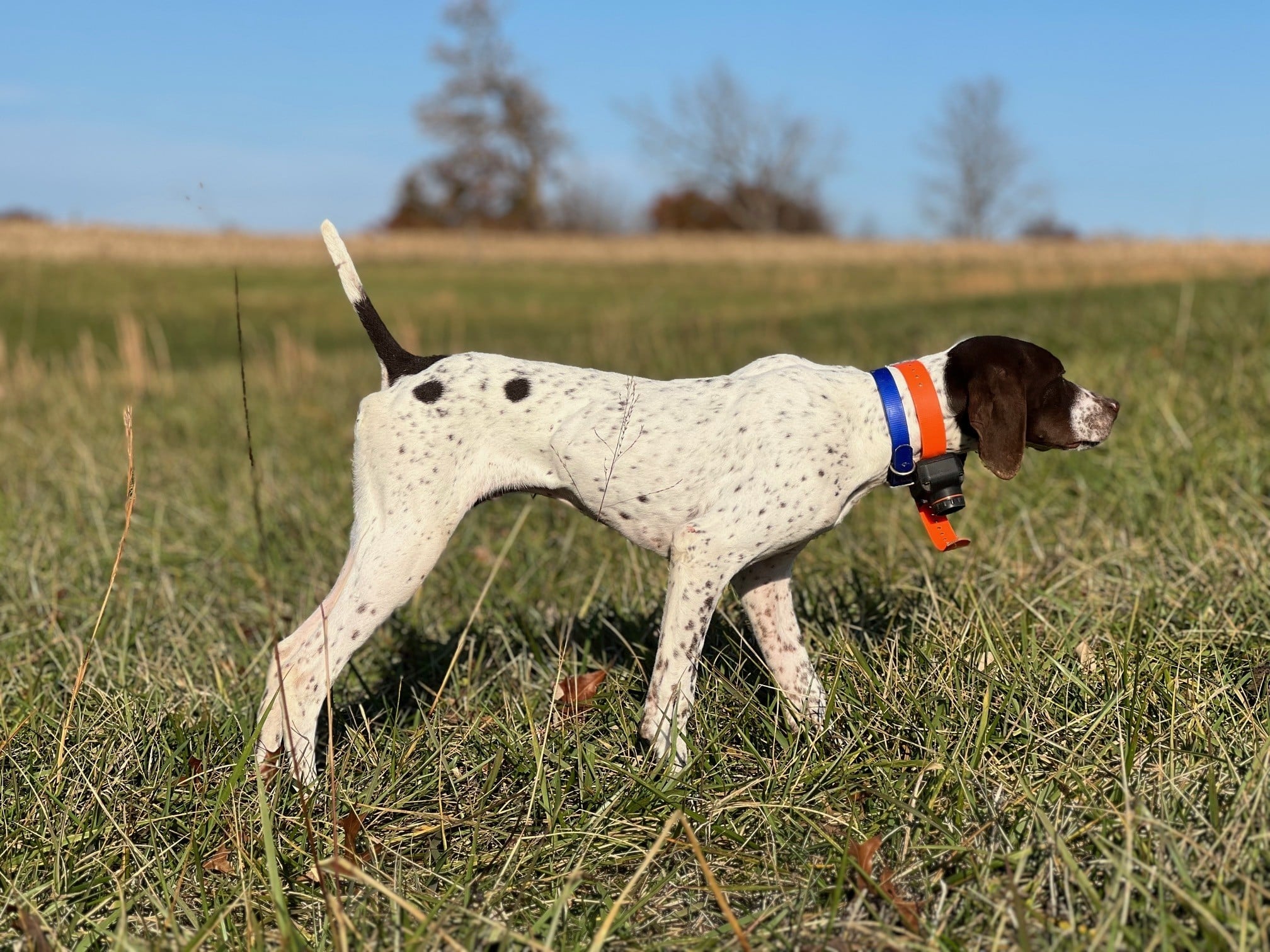 German Shorthaired Pointer