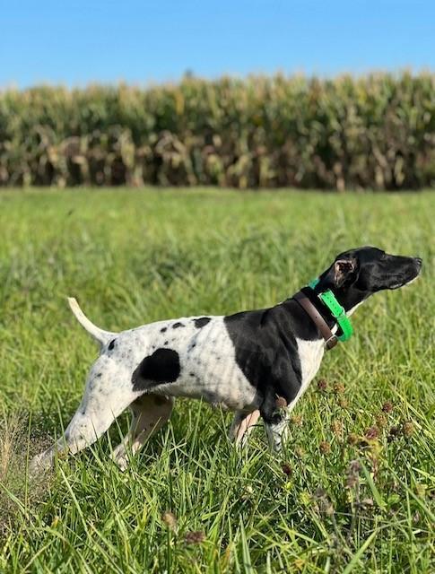 TRIPP X ASPEN  FALL 2025 LITTER German Shorthaired Pointer