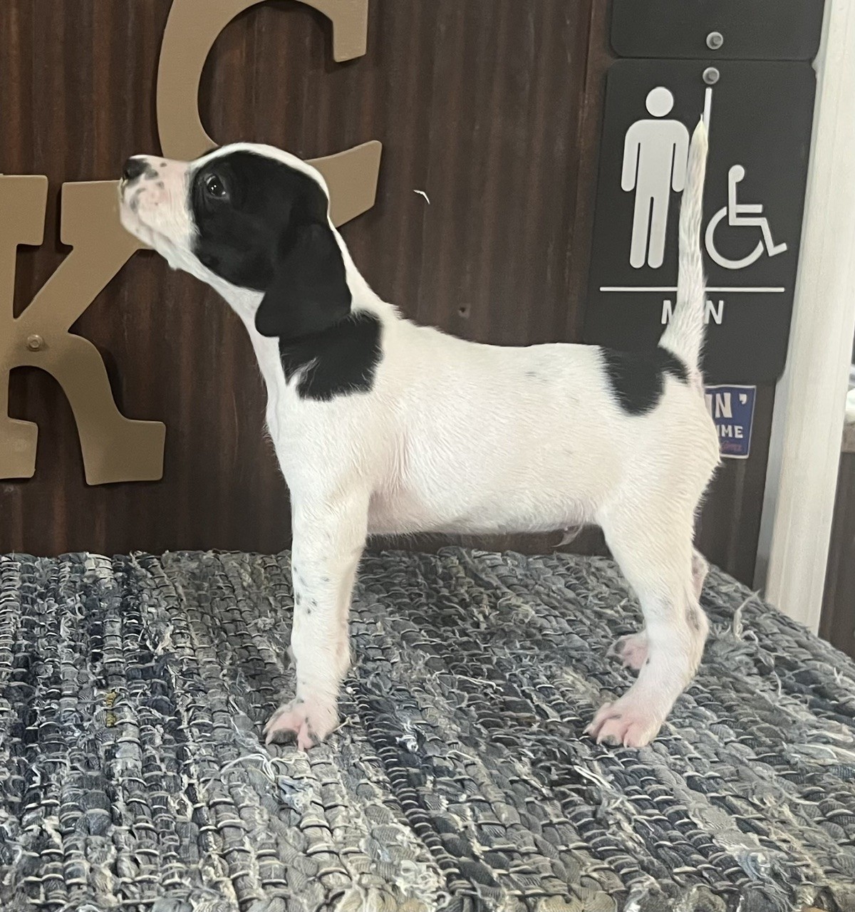 English Pointer