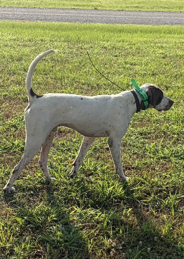 1.5 YEAR OLD MALE POINTER English Pointer