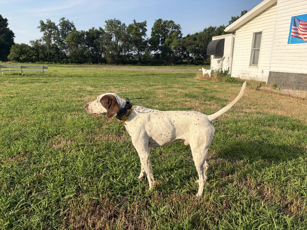 STARTED MALE ENGLISH POINTER - $1500 English Pointer