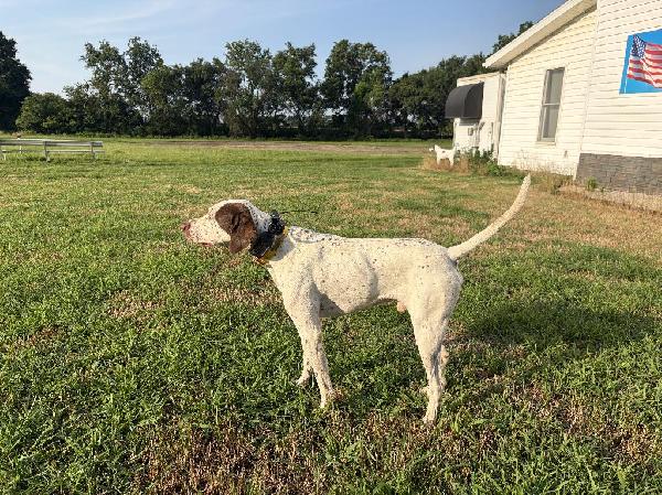 STARTED MALE ENGLISH POINTER - $1500 English Pointer