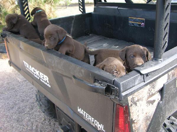Labrador Retriever