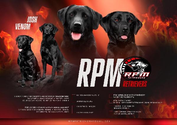 British Labrador Retriever