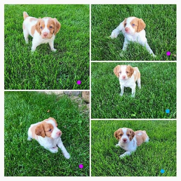 American Brittany