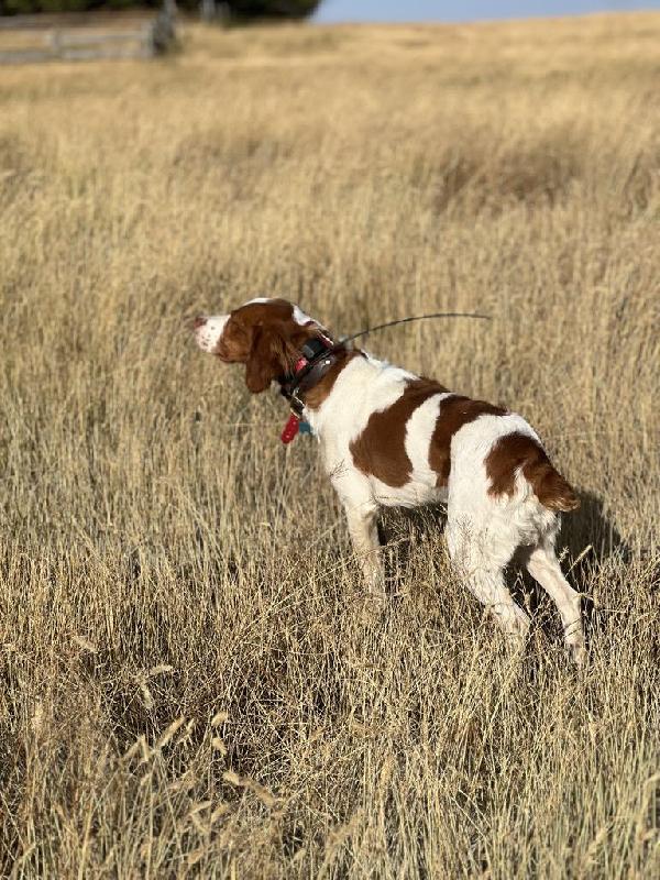American Brittany