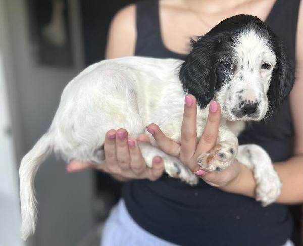 English Setter
