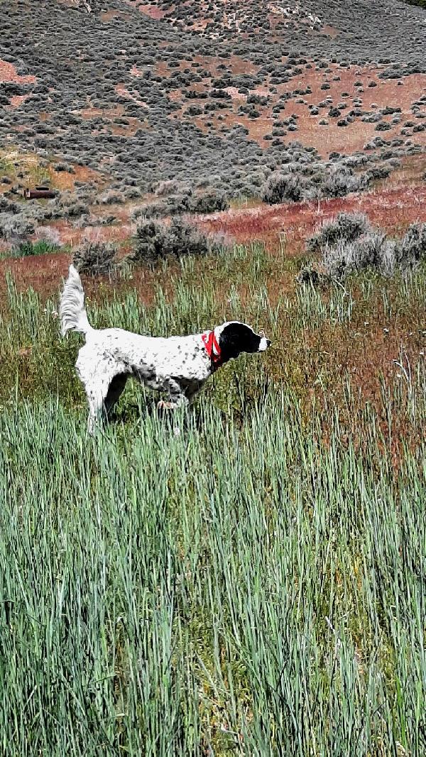 English Setter