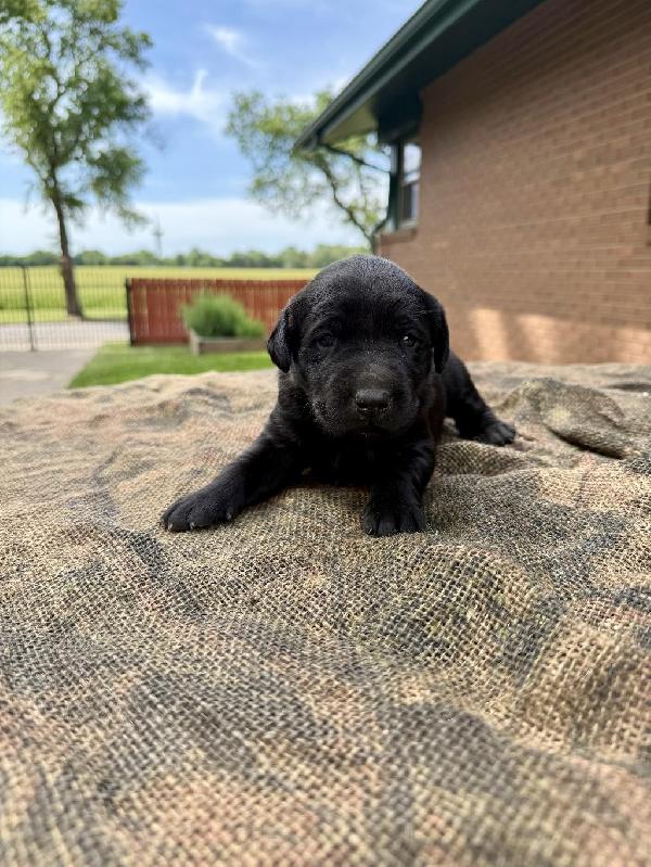 Labrador Retriever