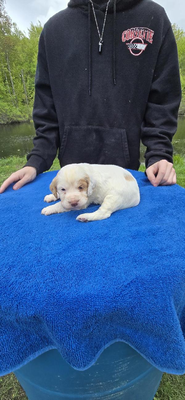 English Cocker Spaniel