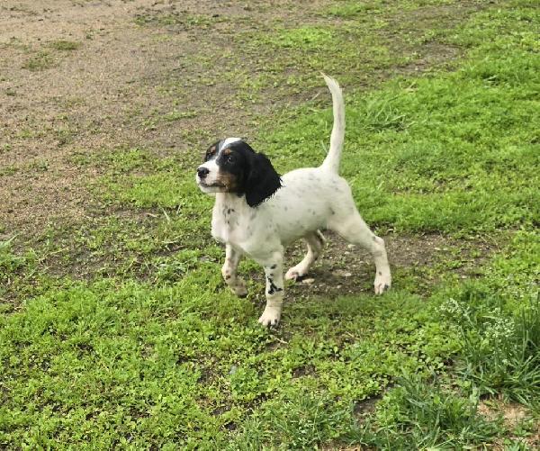 ENGLISH SETTER PUPS English Setter