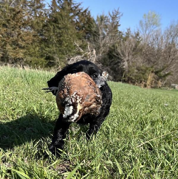 English Cocker Spaniel
