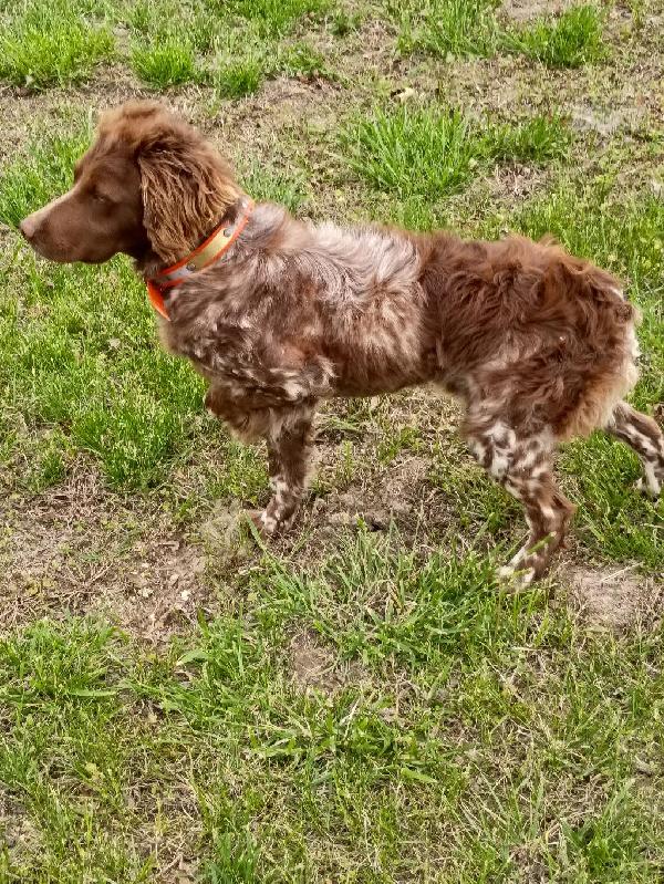 American Brittany
