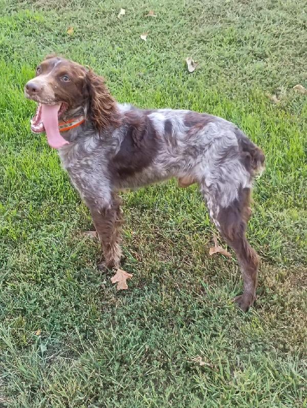 American Brittany