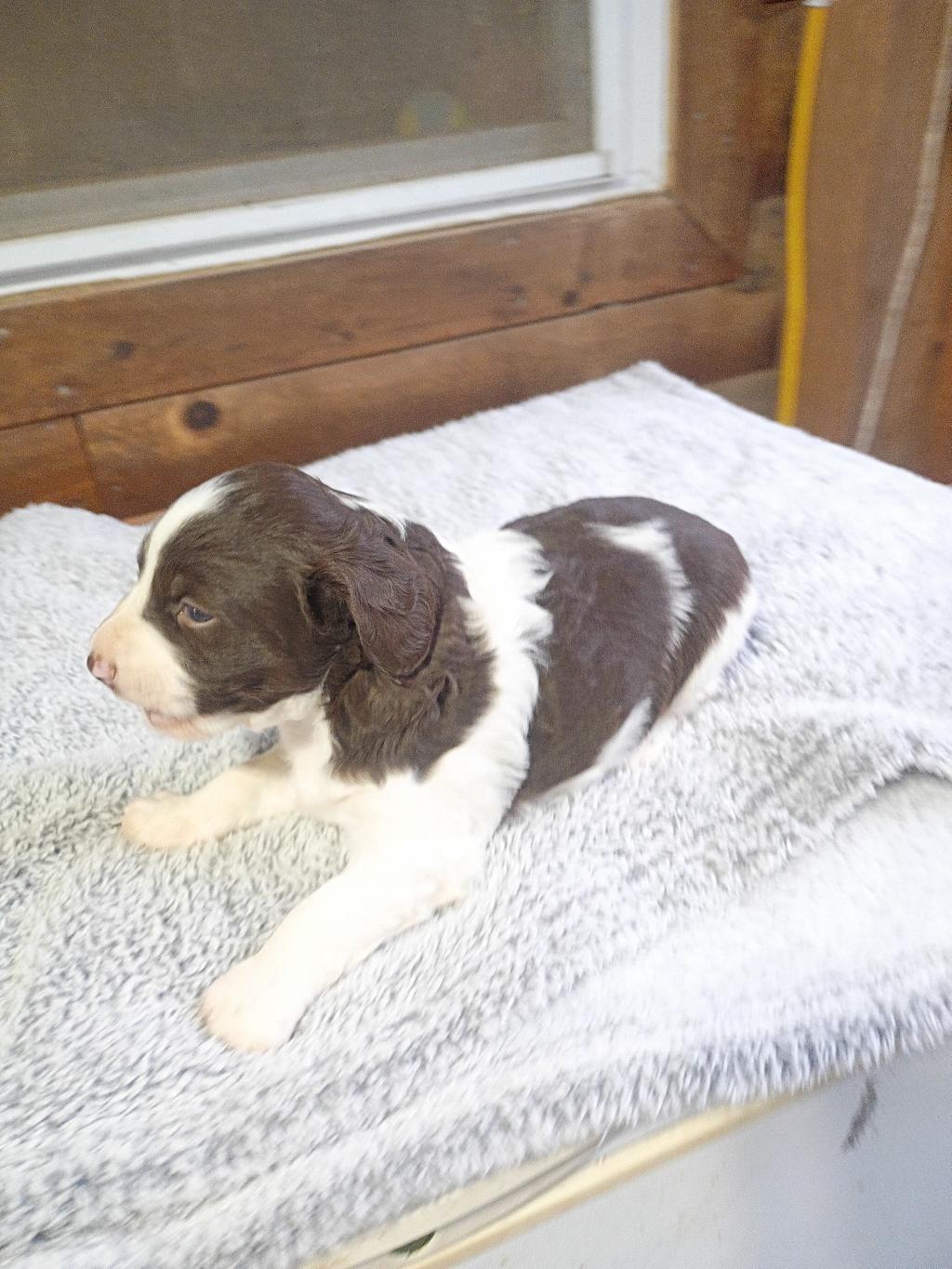 CURRENT RIVER BRITTANYS - American Brittany