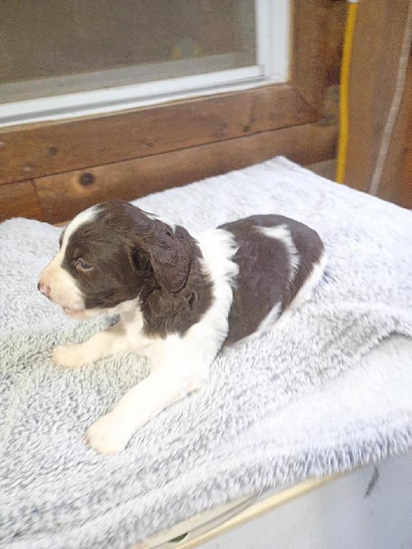 CURRENT RIVER BRITTANYS - American Brittany