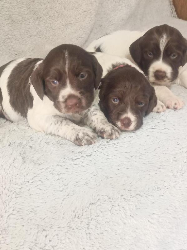 CURRENT RIVER BRITTANYS American Brittany