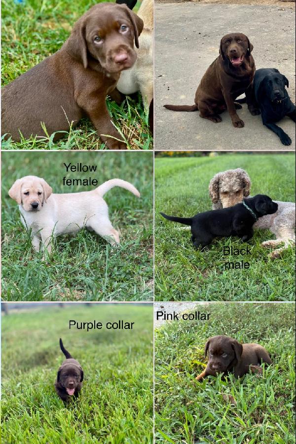 Labrador Retriever