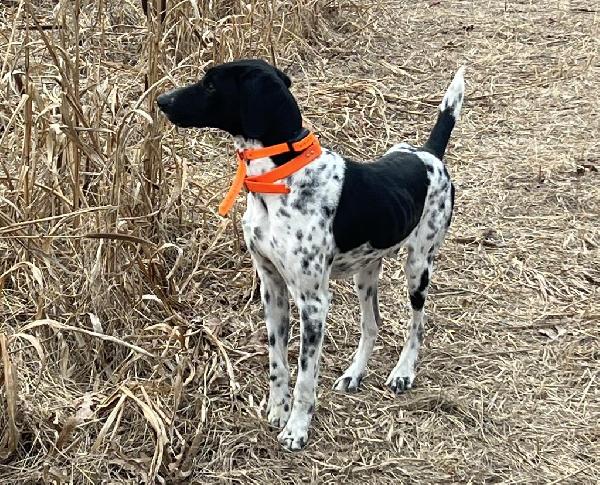 German Shorthaired Pointer