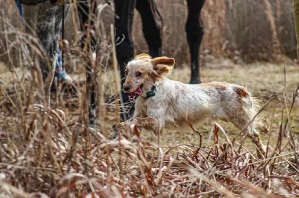 English Cocker Spaniel