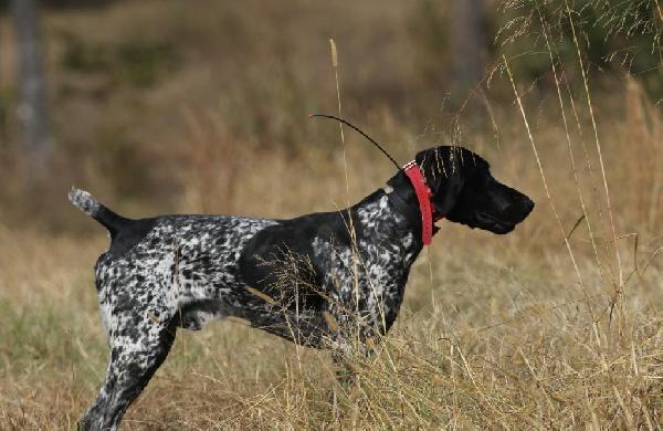 German Shorthaired Pointer