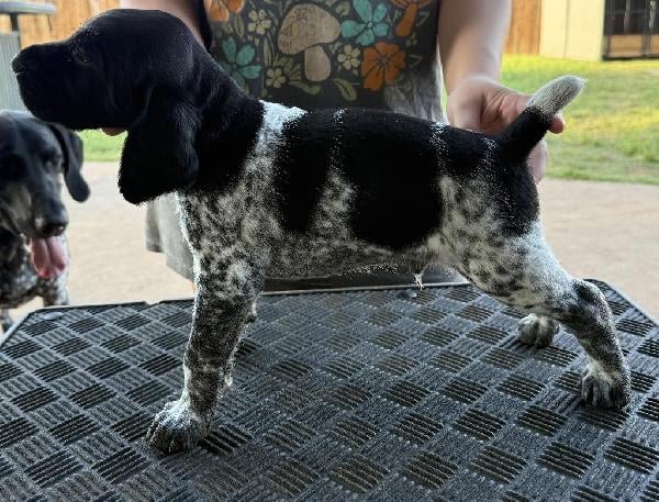 PUPPIES FOR SALE German Shorthaired Pointer