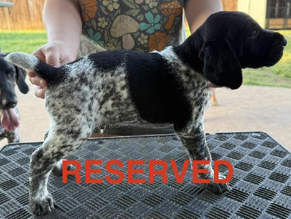 PUPPIES FOR SALE German Shorthaired Pointer