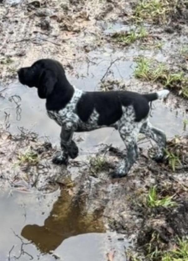 PUPPIES FOR SALE