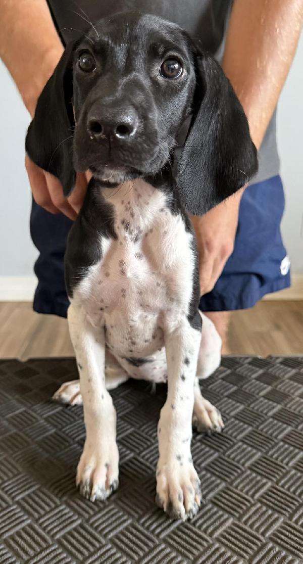 PUPPIES FOR SALE German Shorthaired Pointer