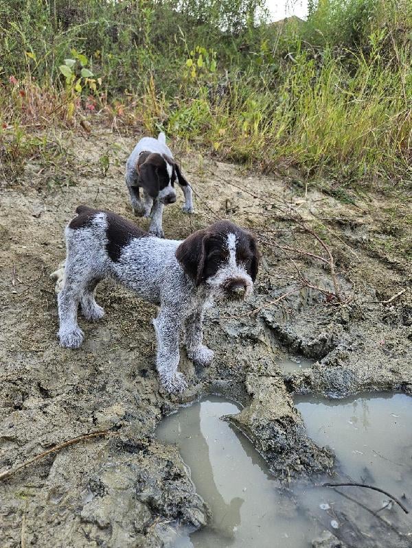 German Wirehaired Pointer